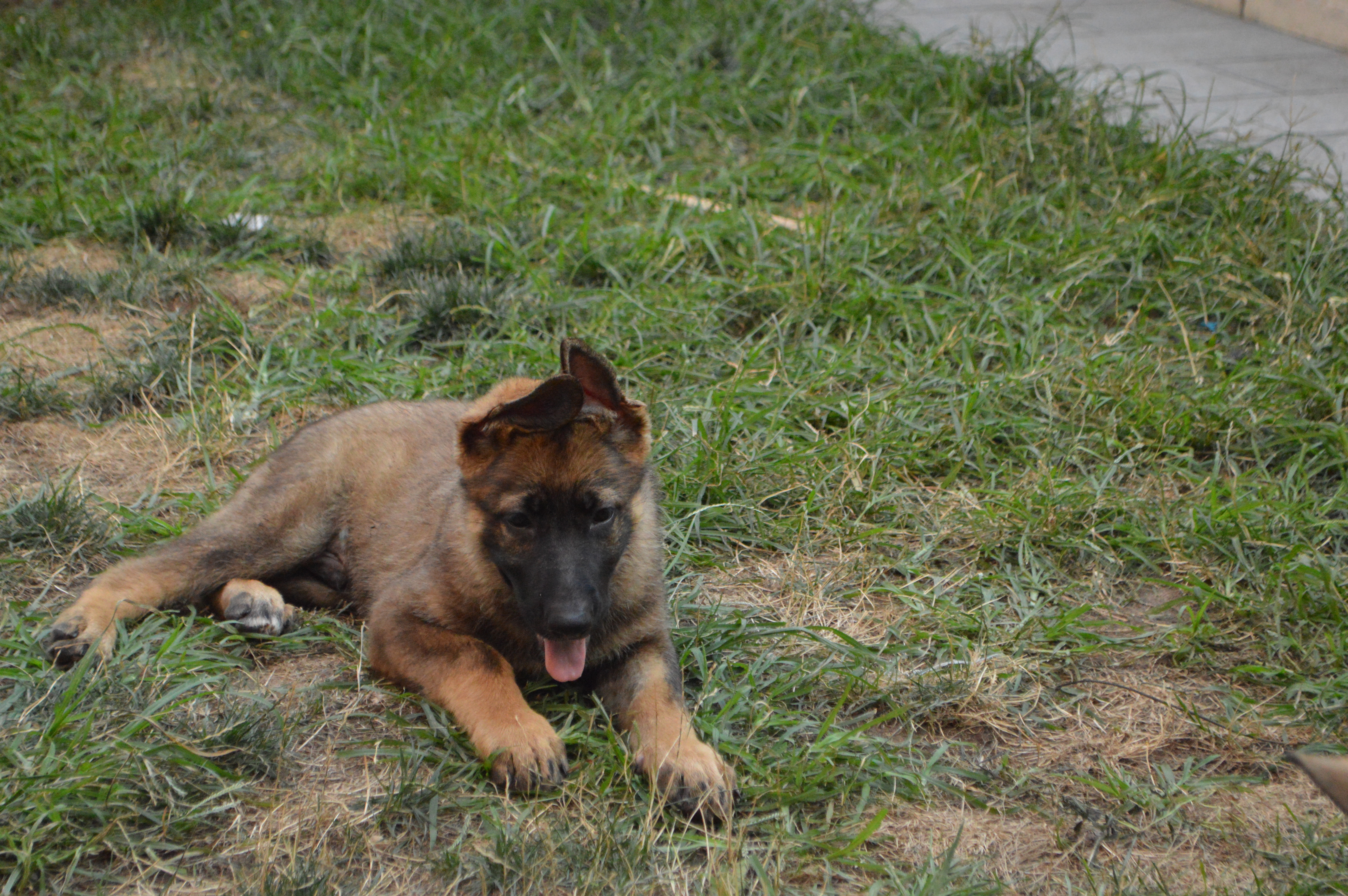 picture of german Shepherd sable male puppy