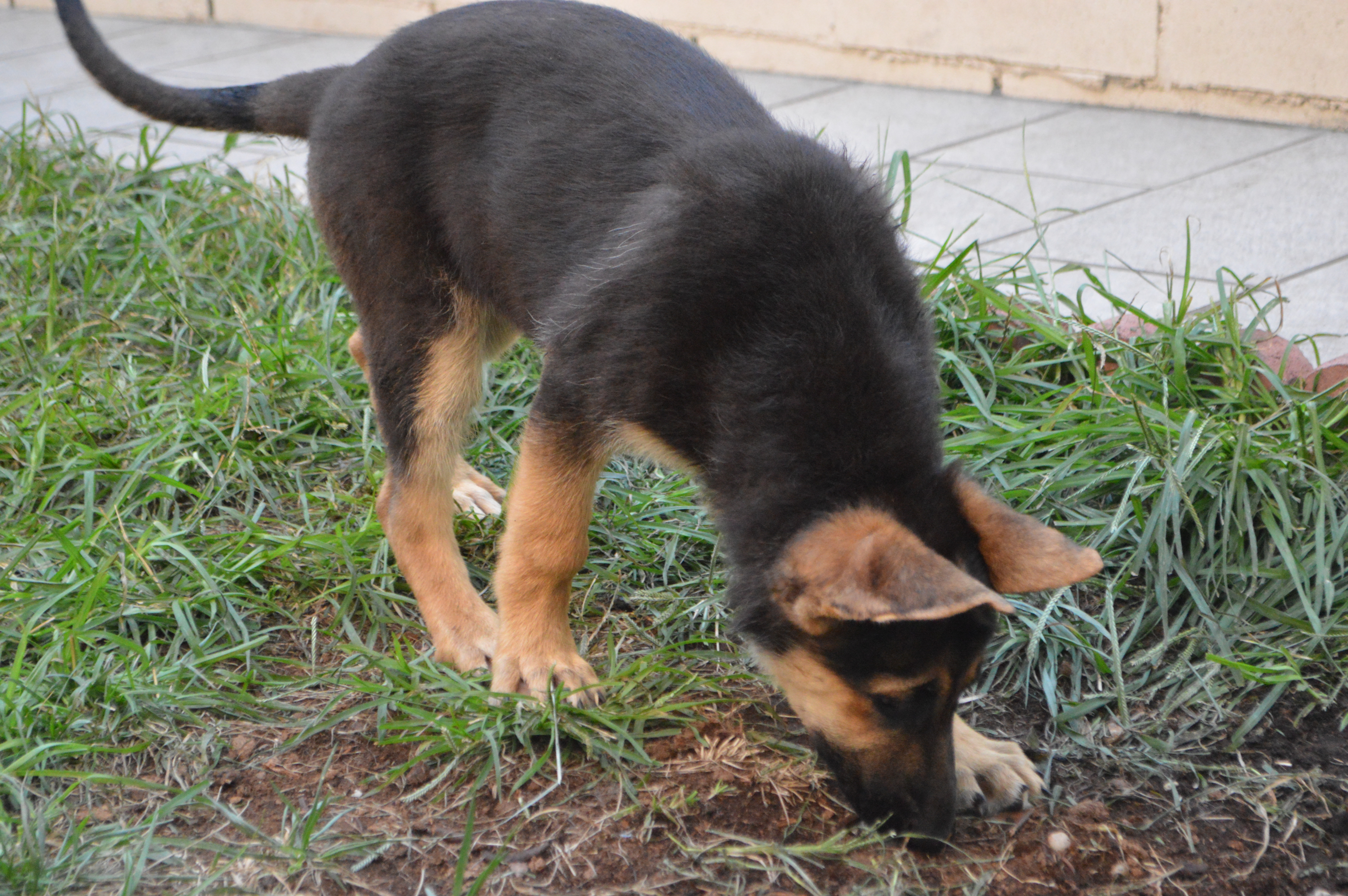 picture of german Shepherd black and tan female puppy