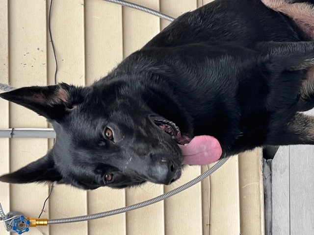 Picture of german shepherd Midnight Vom Charlemagne