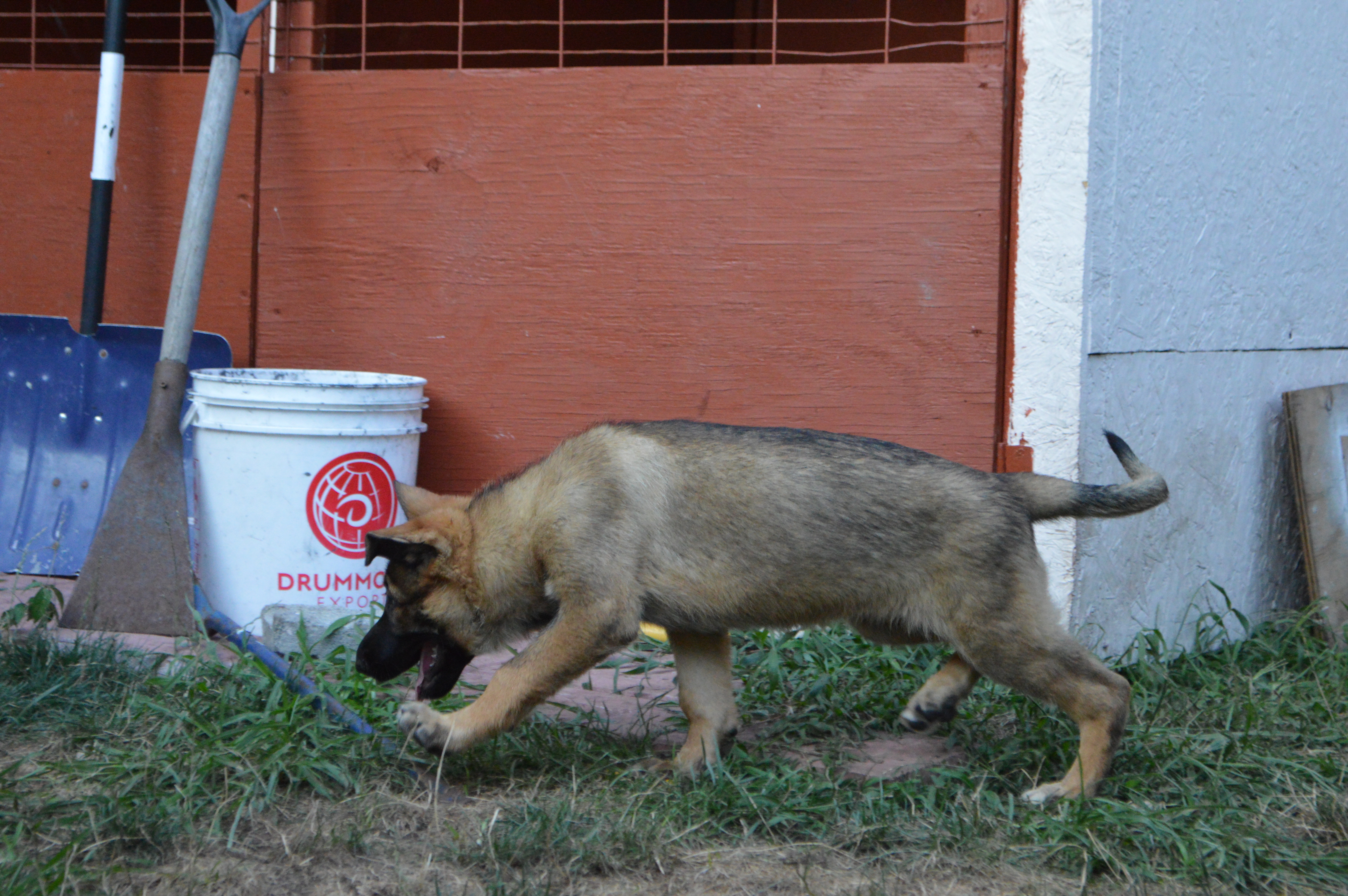 picture of german Shepherd sable female puppy
